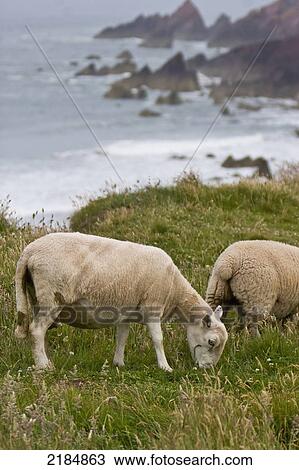 Stock Image - United Kingdom, Wales, Sheep Grazing Near Dale; Pembrokeshire. Fotosearch