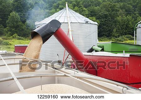 Stock Image - Unloading wheat into truck (Triticum); Knoxville, Pennsylvania, United States of America. Fotosearch