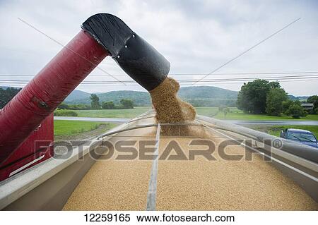 Unloading wheat into truck (Triticum); Knoxville, Pennsylvania, United States of America View Large Photo Image Stock Photography - Unloading wheat into truck (Triticum); Knoxville, Pennsylvania, United States of America. Fotosearch