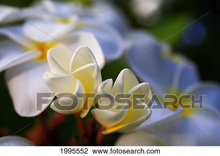 Stock Image - Unopened White Plumeria Blossoms Growing From Tree. Fotosearch