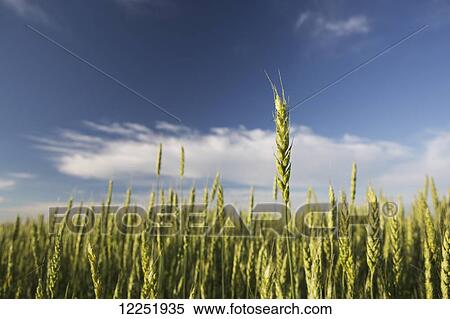 Stock Photography - Unripe (green) wheat head in a field with blue sky and clouds; Alberta, Canada. Fotosearch