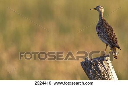 Upland sandpiper perched on a tree stump; Saskatchewan, Canada View Large Photo Image Stock Photo - Upland sandpiper perched on a tree stump; Saskatchewan, Canada. Fotosearch