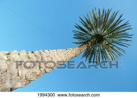 Upward View Of Tall Palm Tree, Thick Bark, Blue Sky In Background View Large Photo Image Stock Image - Upward View Of Tall Palm Tree, Thick Bark, Blue Sky In Background. Fotosearch
