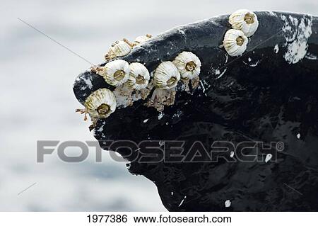 USA, Acorn Barnacles (Coronula Diaderma) and Goose Neck Barnacles (Conchorderma Auritum) attached to Humpback Whale tail (Megaptera Novaeangliae); Hawaii View Large Photo Image Stock Photograph - USA, Acorn Barnacles (Coronula Diaderma) and Goose Neck Barnacles (Conchorderma Auritum) attached to Humpback Whale tail (Megaptera Novaeangliae); Hawaii. Fotosearch