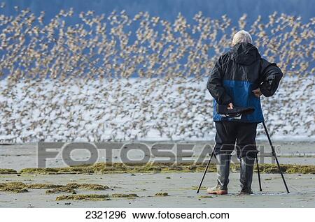 USA, Alaska, Cordova, Man watching flock of shorebirds taking flight during Copper River Delta Shorebird Festival during spring migration View Large Photo Image Stock Photograph - USA, Alaska, Cordova, Man watching flock of shorebirds taking flight during Copper River Delta Shorebird Festival during spring migration. Fotosearch