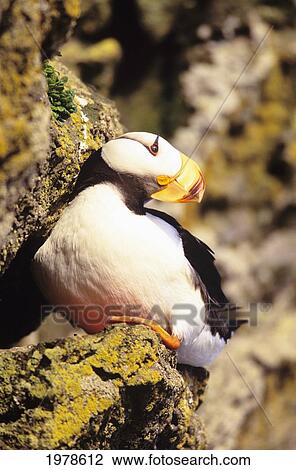 Stock Image - USA, Alaska, Horned Puffin (Fratercula Corniculata); St George Island. Fotosearch