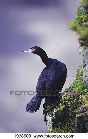 Stock Photo - USA, Alaska, Pelagic (Phalacrocorax Pelagicus); St George Island, Cormorant perching on ledge. Fotosearch