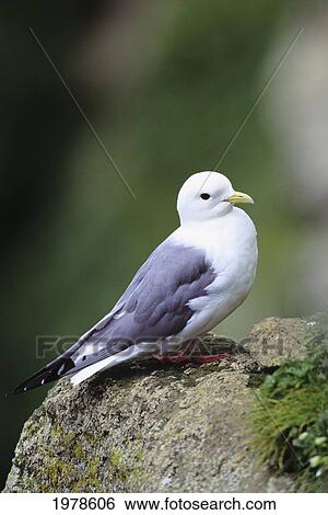 Stock Photograph - USA, Alaska, Red-Legged Kittiwake (Rissa Brevirostris); St George Island. Fotosearch