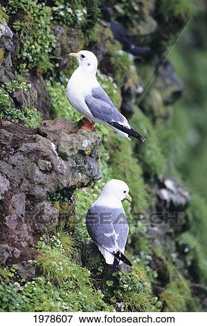 Stock Photo - USA, Alaska, Two Red-Legged Kittiwake (Rissa Brevirostris); St George Island. Fotosearch