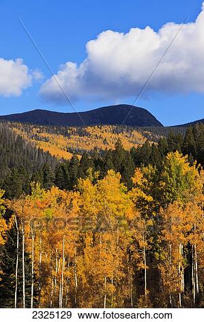 USA, Aspen trees (Populus tremuloides) in Sangre de Cristo Mountains outside of Santa Fe; New Mexico View Large Photo Image Stock Photo - USA, Aspen trees (Populus tremuloides) in Sangre de Cristo Mountains outside of Santa Fe; New Mexico. Fotosearch
