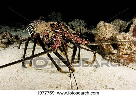 Stock Photo - USA, Banded Spiny Lobster (Panulirus Marginatus); Hawaii. Fotosearch