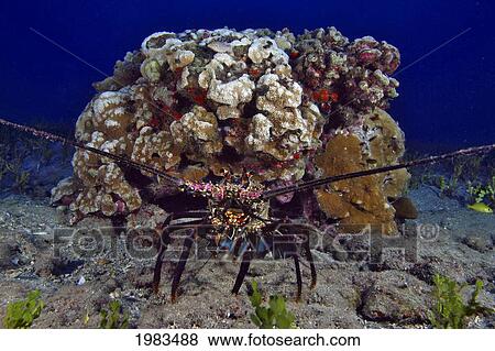 USA, Banded Spiny Lobster (Panulirus Marginatus) on reef; Hawaii View Large Photo Image Stock Photo - USA, Banded Spiny Lobster (Panulirus Marginatus) on reef; Hawaii. Fotosearch