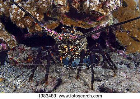 USA, Banded Spiny Lobster (Panulirus Marginatus) on reef; Hawaii View Large Photo Image Stock Photo - USA, Banded Spiny Lobster (Panulirus Marginatus) on reef; Hawaii. Fotosearch