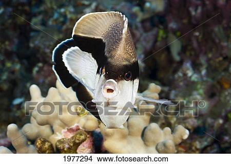 Picture - USA, Bandit Angelfish (Holacanthus Arcuatus); Hawaii. Fotosearch