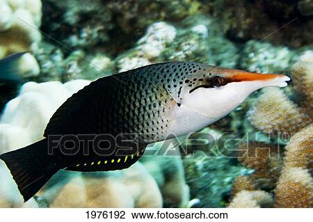 USA, Bird Wrasse (Gomphosus Varius); Hawaii View Large Photo Image Stock Image - USA, Bird Wrasse (Gomphosus Varius); Hawaii. Fotosearch