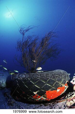 USA, Black Coral Growing Out Of Tire; Hawaii, Pb4Y-1 Navy Bomber View Large Photo Image Stock Photo - USA, Black Coral Growing Out Of Tire; Hawaii, Pb4Y-1 Navy Bomber. Fotosearch