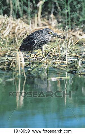 USA, Black-Crowned Night Heron or Auku'u (Nycticorax Nycticorax Hoactli); Hawaii View Large Photo Image Stock Photo - USA, Black-Crowned Night Heron or Auku'u (Nycticorax Nycticorax Hoactli); Hawaii. Fotosearch