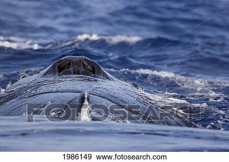 Stock Photo - USA, Blowhole of Humpback Whale (Megaptera Novaeangliae); Hawaii Islands. Fotosearch