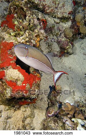 USA, Blue Lined Triggerfish (Xanthichthys Caeruleolineatus) among coral in Pacific ocean; Hawaii View Large Photo Image Stock Image - USA, Blue Lined Triggerfish (Xanthichthys Caeruleolineatus) among coral in Pacific ocean; Hawaii. Fotosearch