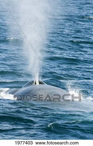 Stock Image - USA, Blue Whale (Balaenoptera Musculus); California. Fotosearch