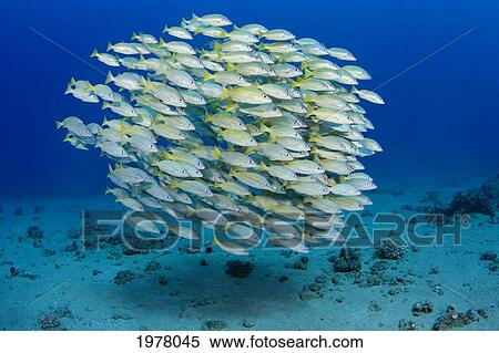 USA, Bluestripe Snapper (Lutjanus Kasmira); Hawaii View Large Photo Image Stock Photography - USA, Bluestripe Snapper (Lutjanus Kasmira); Hawaii. Fotosearch