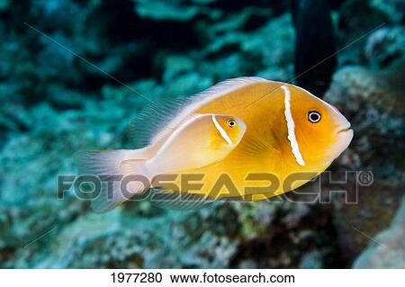USA, Bright orange Anemone Fish swimming with new baby near coral reef; Hawaii View Large Photo Image Stock Image - USA, Bright orange Anemone Fish swimming with new baby near coral reef; Hawaii. Fotosearch