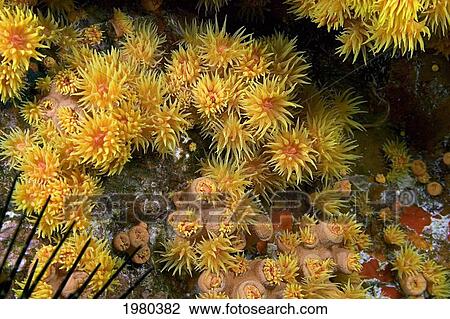 USA, Bright yellow cluster of Colonial Cup Coral (Tubastraea Coccinea); Hawaii View Large Photo Image Stock Image - USA, Bright yellow cluster of Colonial Cup Coral (Tubastraea Coccinea); Hawaii. Fotosearch