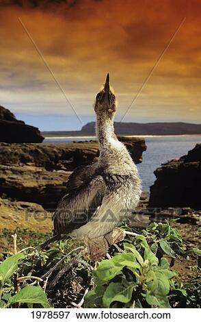 Stock Photo - USA, Brown Booby Chick (Sula Leucogaster Plotus) nesting; Lehua Hawaii. Fotosearch