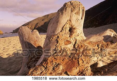 USA, California, Big Sur, Close-up of afternoon sunlight on large driftwood; Pfeiffer Beach View Large Photo Image Stock Photo - USA, California, Big Sur, Close-up of afternoon sunlight on large driftwood; Pfeiffer Beach. Fotosearch
