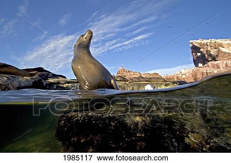 USA, California, California Sea Lions (Zalophus Californianus); Baja View Large Photo Image Stock Photo - USA, California, California Sea Lions (Zalophus Californianus); Baja. Fotosearch