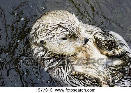 Stock Image - USA, California, California Sea Otter (Enhydra Lutris); Monterey. Fotosearch