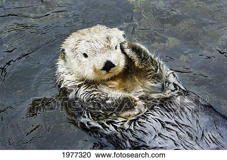 Stock Image - USA, California, California Sea Otter (Enhydra Lutris); Monterey. Fotosearch