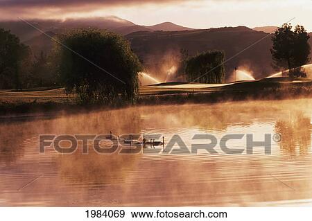 Stock Photo - USA, California, Ducks on misty pond near golf course at sunrise; Sonoma. Fotosearch