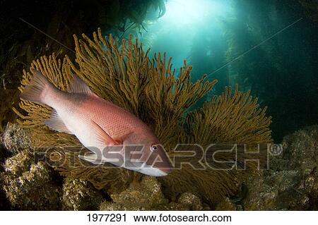 Stock Image - USA, California, Female Sheephead (Semicossyphus Pulcher) in front of Gorgonian Fan in forest of Giant Kelp (Macrocystis Pyrifera); Catalina Island. Fotosearch