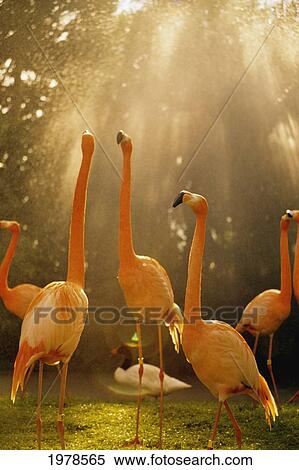USA, California, Flamingo at sunrise in San Diego Zoo; San Diego View Large Photo Image Stock Photography - USA, California, Flamingo at sunrise in San Diego Zoo; San Diego. Fotosearch