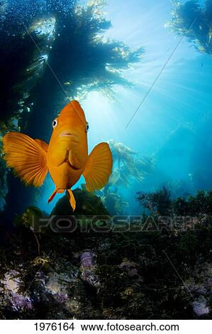 USA, California, Garibaldi Fish (Hypsypops Rubicundus) In Kelp Forest (Macrocystis Pyrifera); Catalina Island View Large Photo Image Picture - USA, California, Garibaldi Fish (Hypsypops Rubicundus) In Kelp Forest (Macrocystis Pyrifera); Catalina Island. Fotosearch