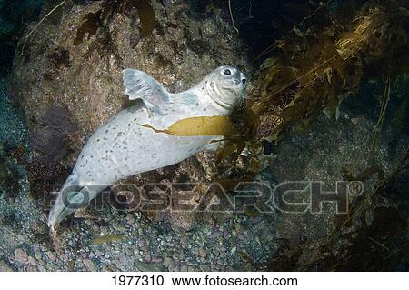 Stock Image - USA, California, Harbor Seal (Phoca Vitulina) in Kelp (Macrocystis Pyrifera); Catalina Island. Fotosearch