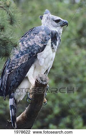 Stock Image - USA, California, Harpy Eagle (Harpia Harpyja) perching on branch; San Diego. Fotosearch