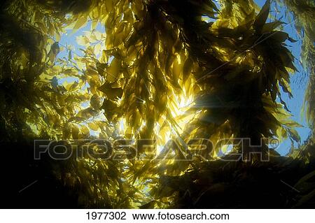 Stock Image - USA, California, Sunlight streaming through forest of Giant Kelp (Macrocystis Pyrifera); Catalina Island. Fotosearch