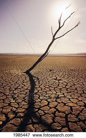 Stock Photo - USA, California, Tree snag and cracked mud in dry lake bed; El Mirage. Fotosearch