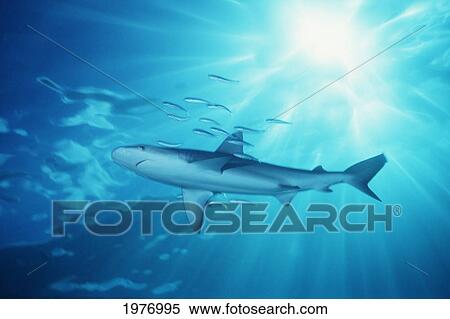 Stock Photography - USA, (Carcharhinus Galapagensis); Hawaii, Galapagos Shark With Sunburst In Background. Fotosearch