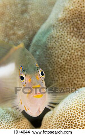 USA, Close-Up Of Arc-Eye Hawkfish (Paracirrhites Arcatus); Hawaii Islands View Large Photo Image Picture - USA, Close-Up Of Arc-Eye Hawkfish (Paracirrhites Arcatus); Hawaii Islands. Fotosearch