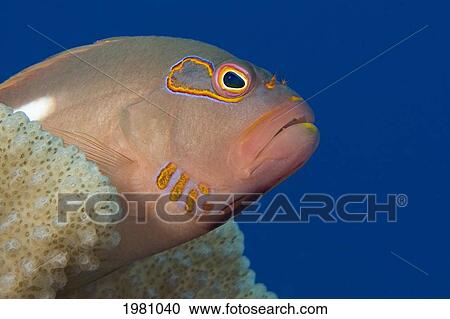 Stock Image - USA, Close-up of Arc-Eye Hawkfish (Paracirrhites Arcatus) in Pacific ocean; Hawaii. Fotosearch