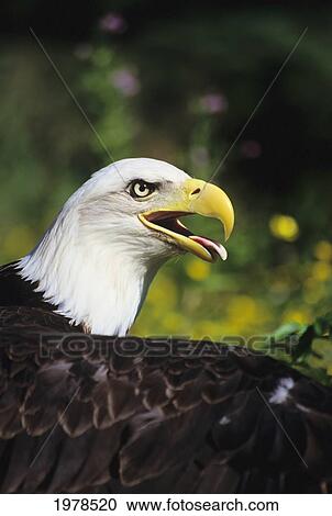 Stock Image - USA, Close up of Bald Eagle's Head (Haliaeetus Leucocephalus); Alaska. Fotosearch