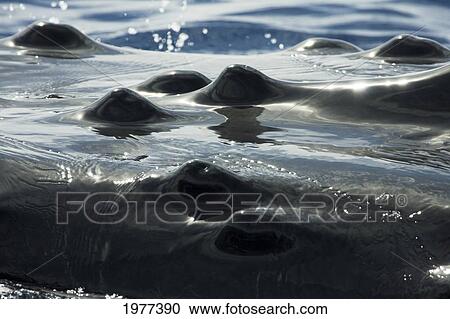 Stock Image - USA, Close up of bump-like knobs known as Tubercles on top of head of Humpback Whale (Megaptera Novaeangliae); Hawaii. Fotosearch