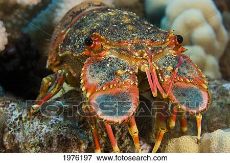 USA, Close-Up Of Face; Hawaii, Regal Slipper Lobster (Arctides Regalis) View Large Photo Image Stock Photo - USA, Close-Up Of Face; Hawaii, Regal Slipper Lobster (Arctides Regalis). Fotosearch