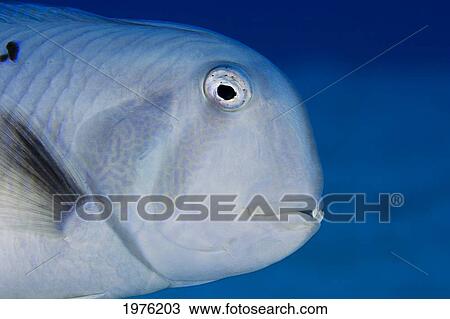 Stock Image - USA, Close Up Of Face; Hawaii, Narrow-Bodied Razor Wrasse (Xyrichtys Pavo). Fotosearch