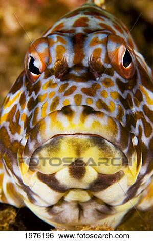 USA, Close-Up Of Face; Hawaii, Stocky Hawkfish (Cirrhitus Pinnulatus) View Large Photo Image Stock Photograph - USA, Close-Up Of Face; Hawaii, Stocky Hawkfish (Cirrhitus Pinnulatus). Fotosearch
