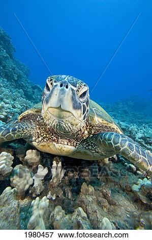 USA, Close-Up of Green Sea Turtle (Chelonia Mydas) on reef; Hawaii View Large Photo Image Stock Photo - USA, Close-Up of Green Sea Turtle (Chelonia Mydas) on reef; Hawaii. Fotosearch