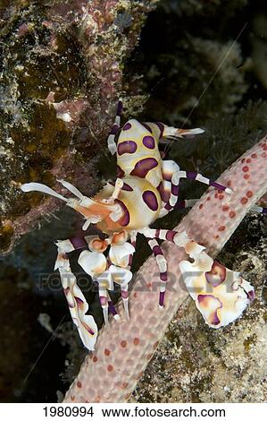 USA, Close-up of Harlequin Shrimp (Hymenocera Picta) feeding on seastar; Hawaii View Large Photo Image Picture - USA, Close-up of Harlequin Shrimp (Hymenocera Picta) feeding on seastar; Hawaii. Fotosearch